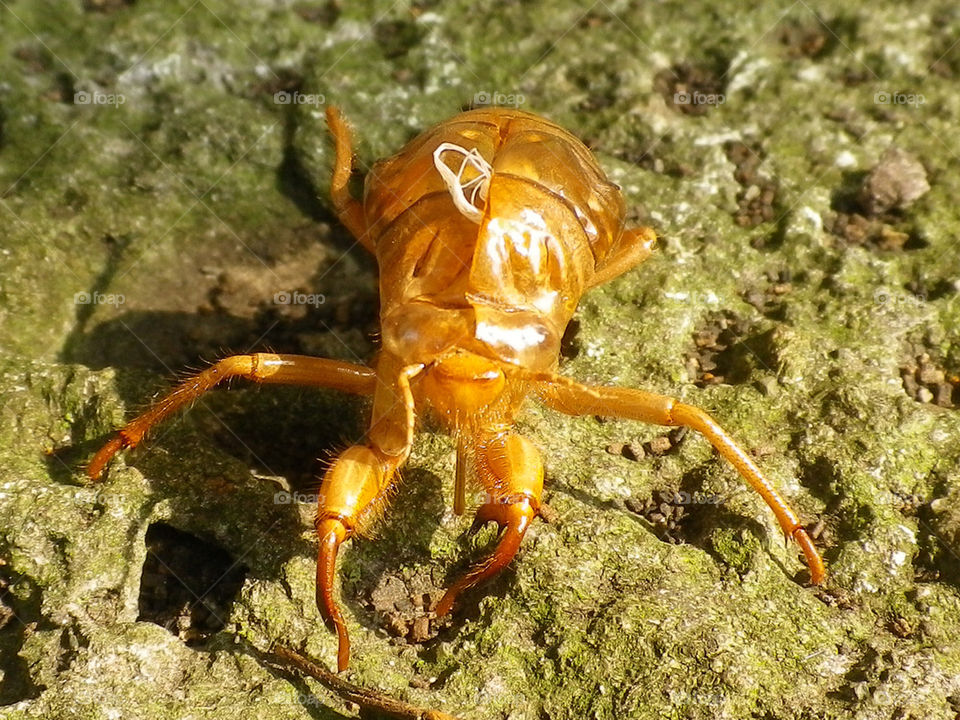 close closeup insect brown by hugo