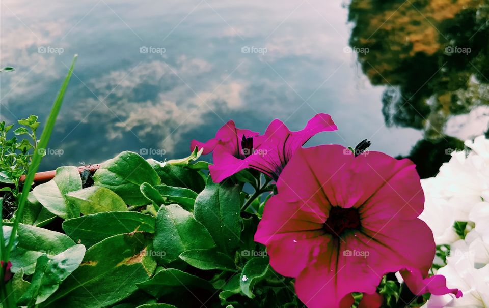 Flowers by the Water