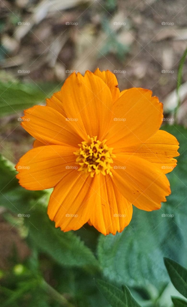 Yellow cosmos