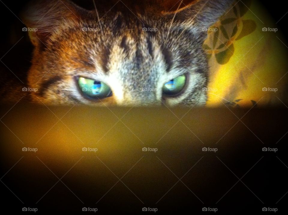 Kylie my cat has taken over my computer 