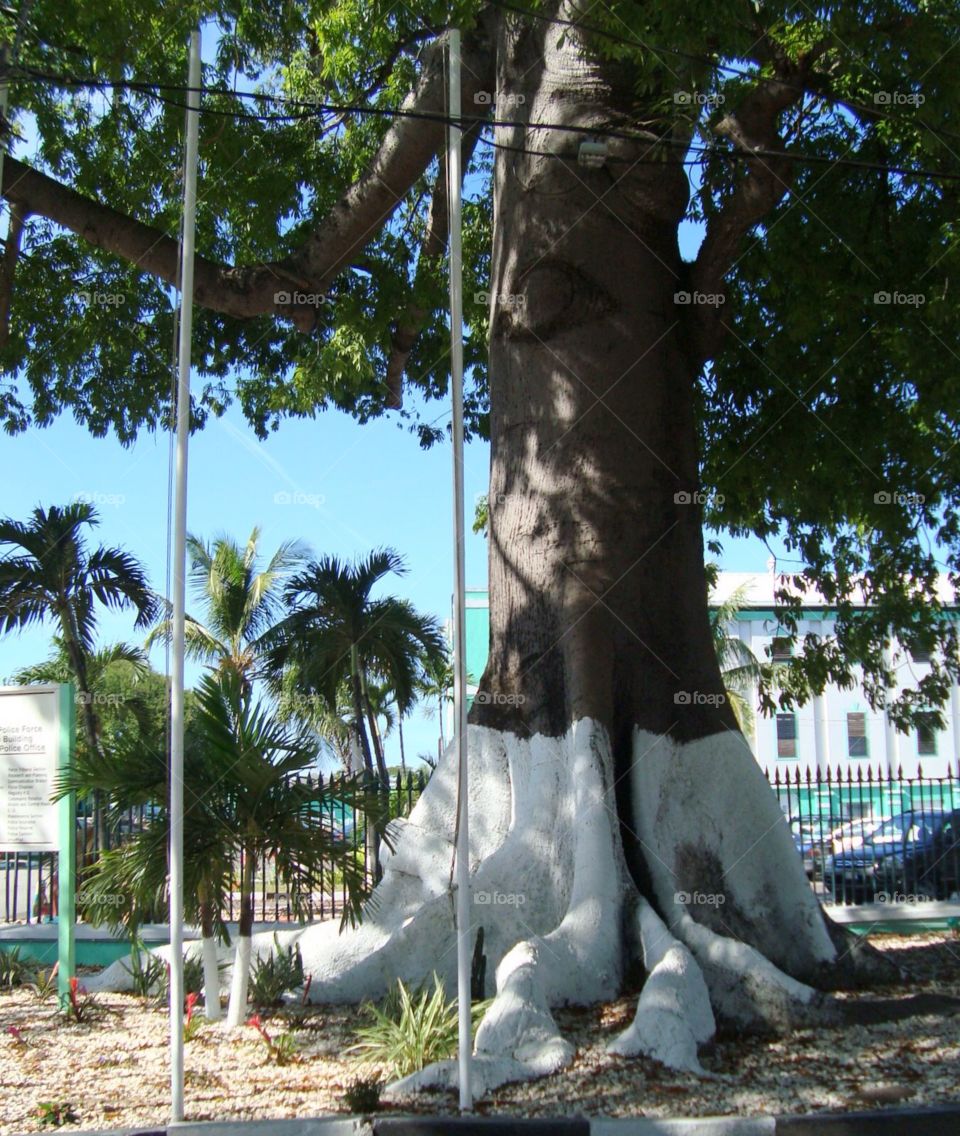 Turn right at big tree, mon- Bahamas