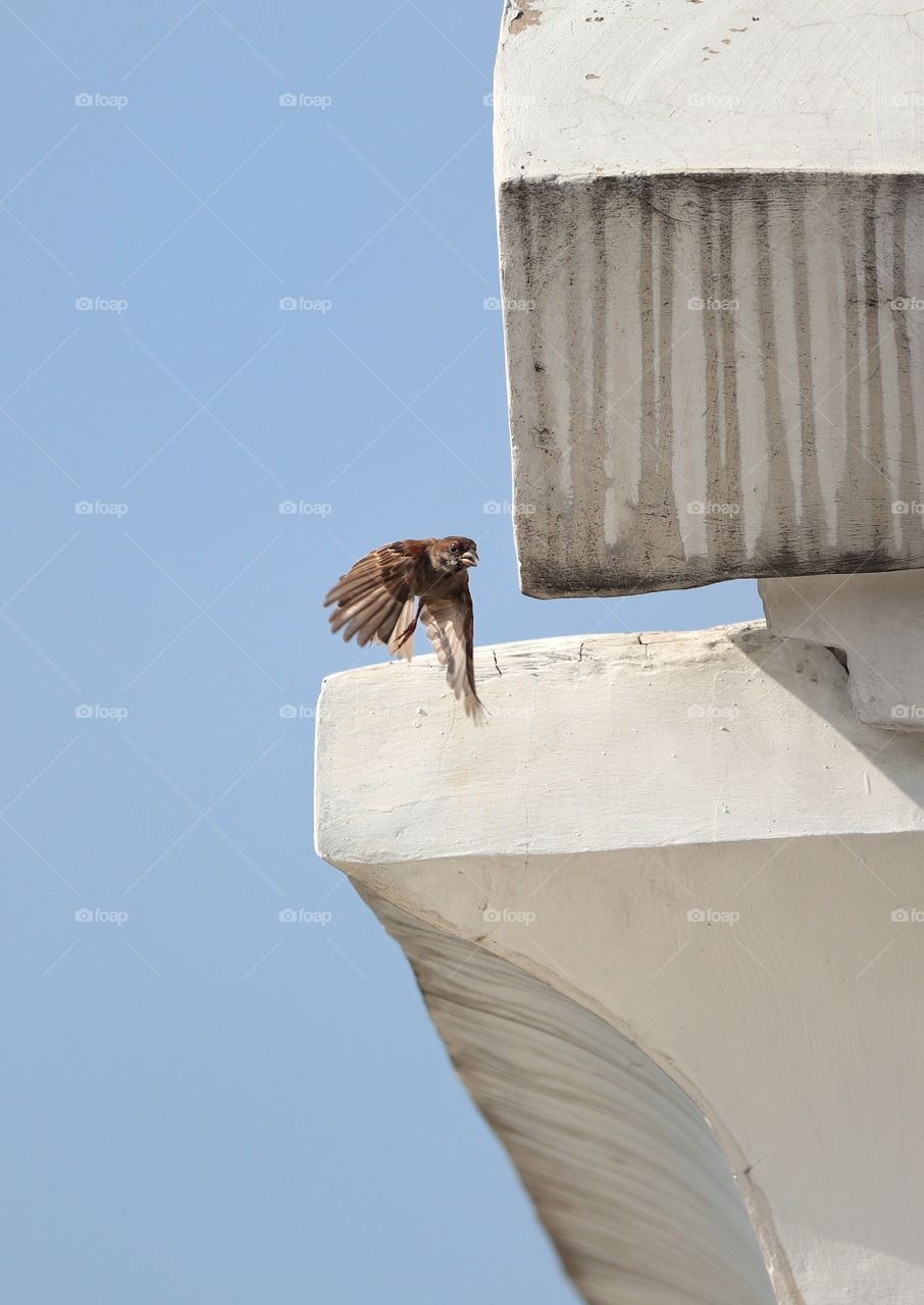bird catched on the roof