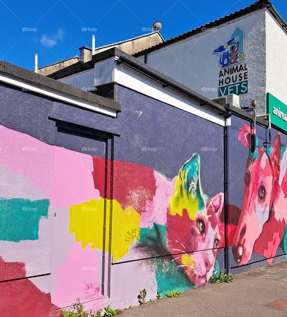 veterinary practice with a bright cat and dog wall art 🎨