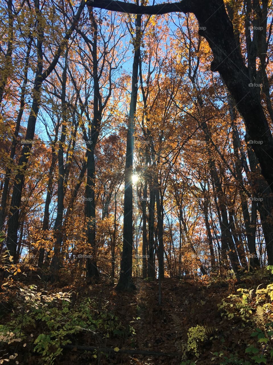 Partial sun through the fall trees...