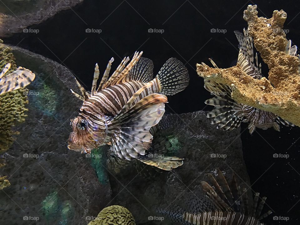 Lionfish 