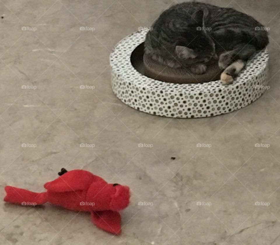 Our kitty loves to chase the ball in this circle. And she carries her stuffed bird around. Guess she got tired 😊