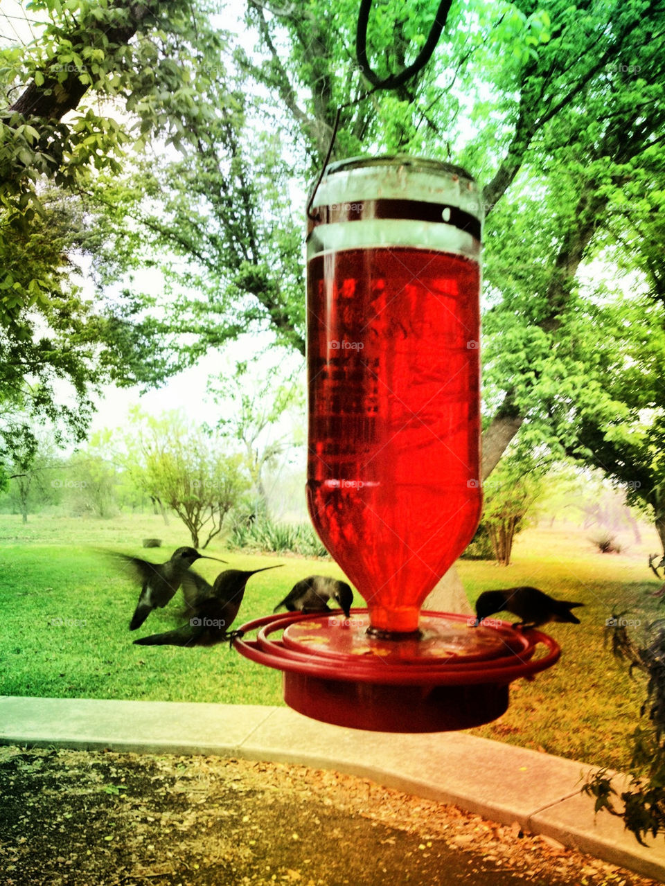 Feeding the hummingbirds