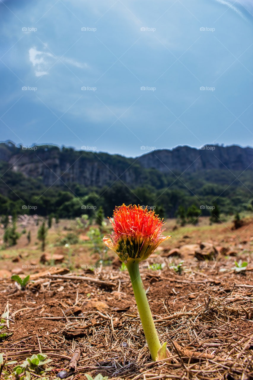 beautiful orange flower at the foot of a mountain range