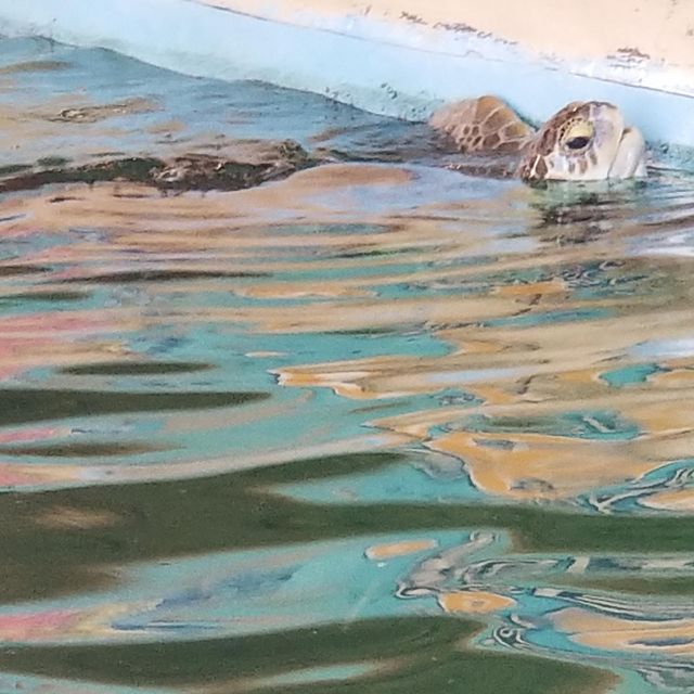 Turtle needs Air