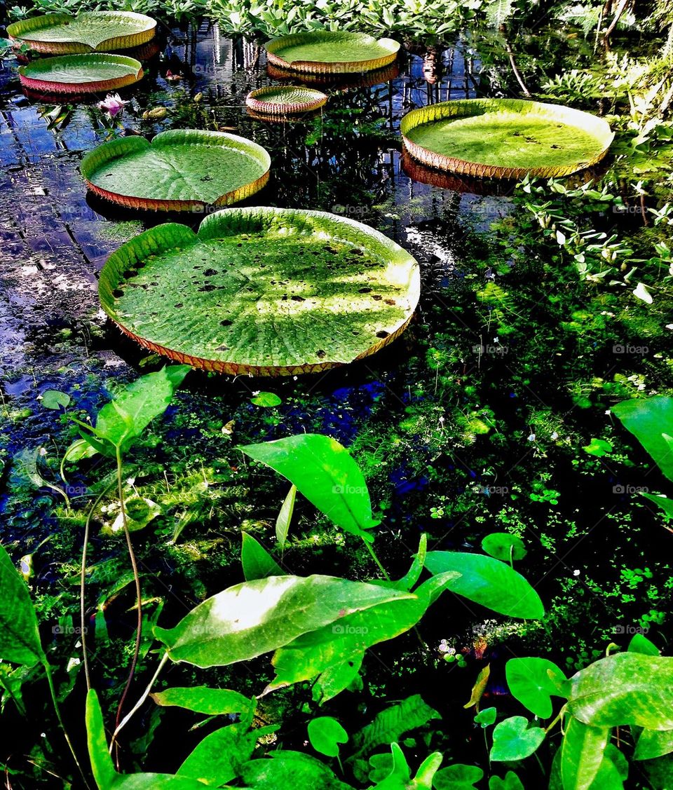 Lilly Pads