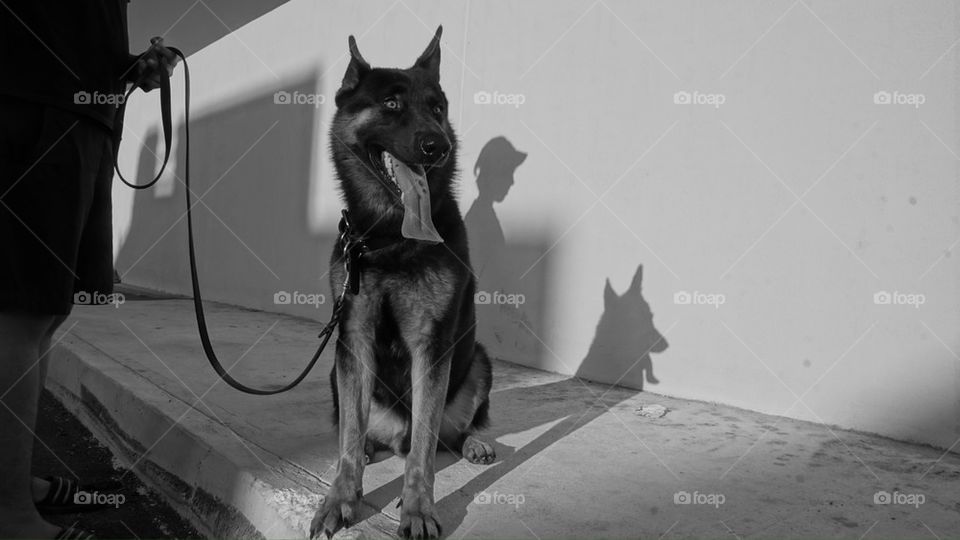 shadow dog black and white mexico by luisfo