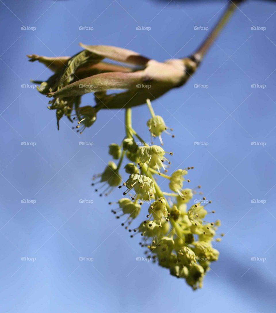 Maple tree Blossom