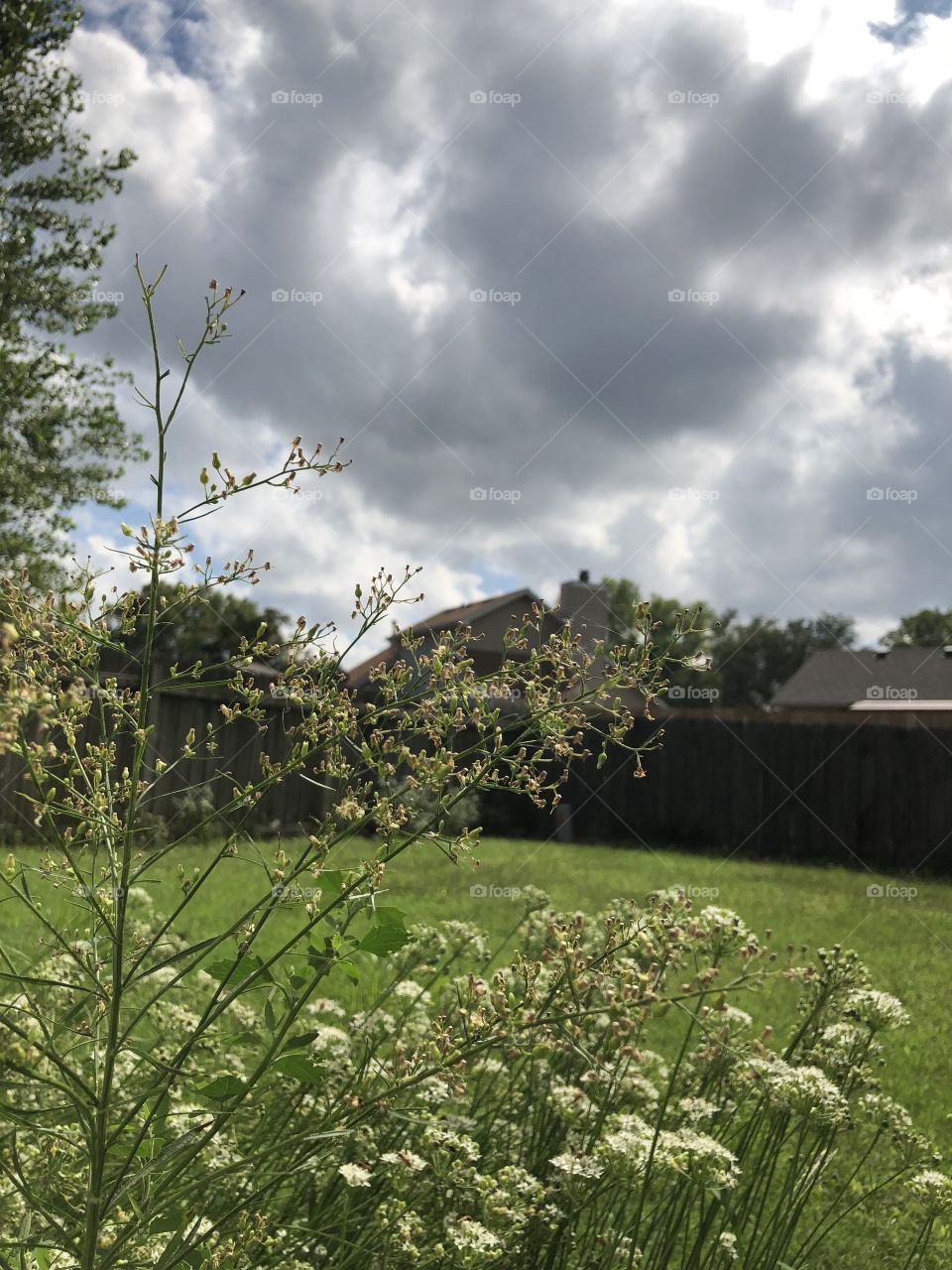 Gorgeous scene in an outdoor space in someone’s yard. Flowers and tree and a popping dark sky that looks like rain is on the way