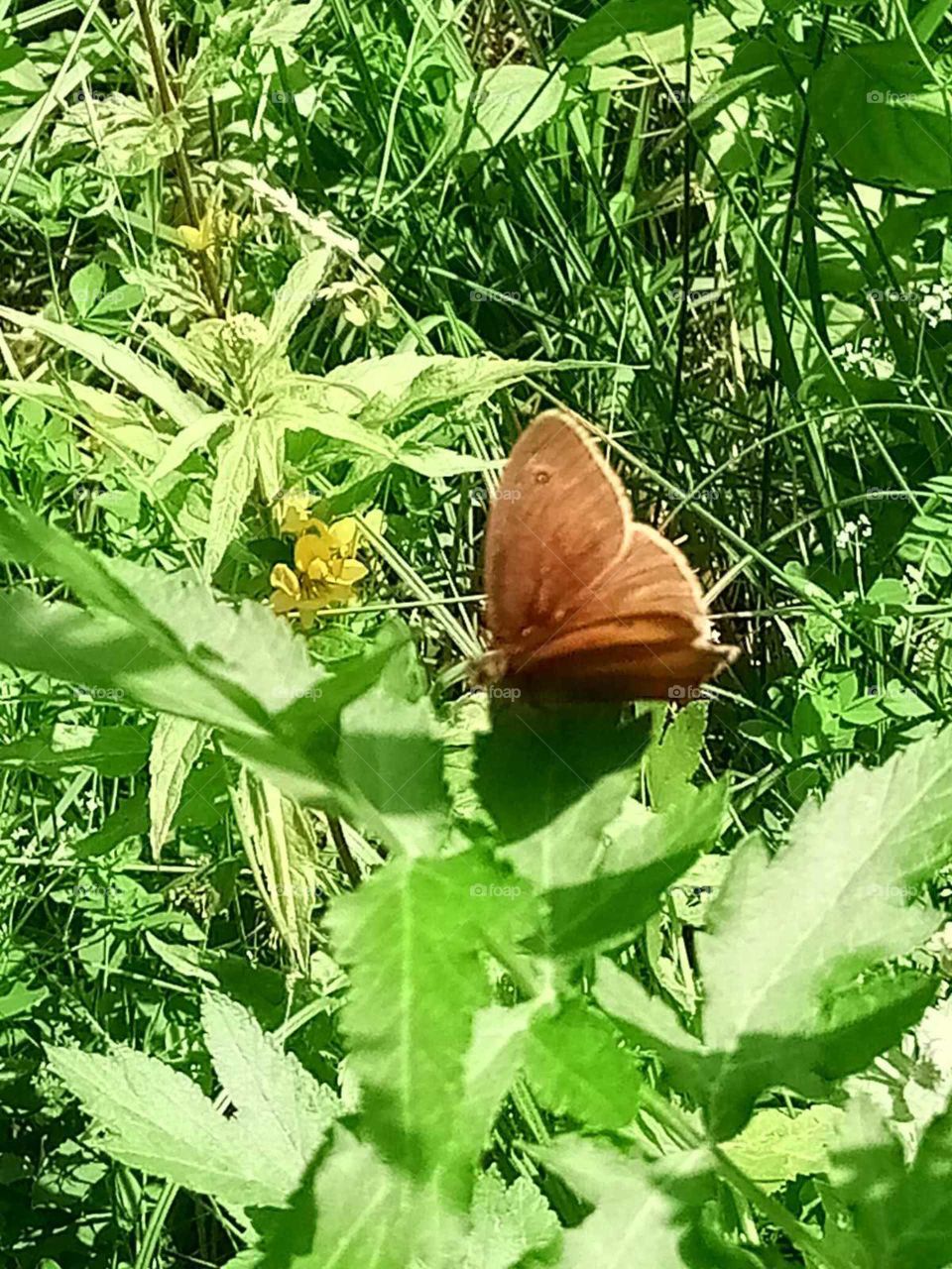 Sommertage im Wald einfach  nur herrlich,es gibt so viel zu sehen wie diesen wunderbaren Schmetterling