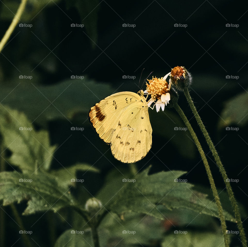 Butter fly  - daisy  flower  - backyard