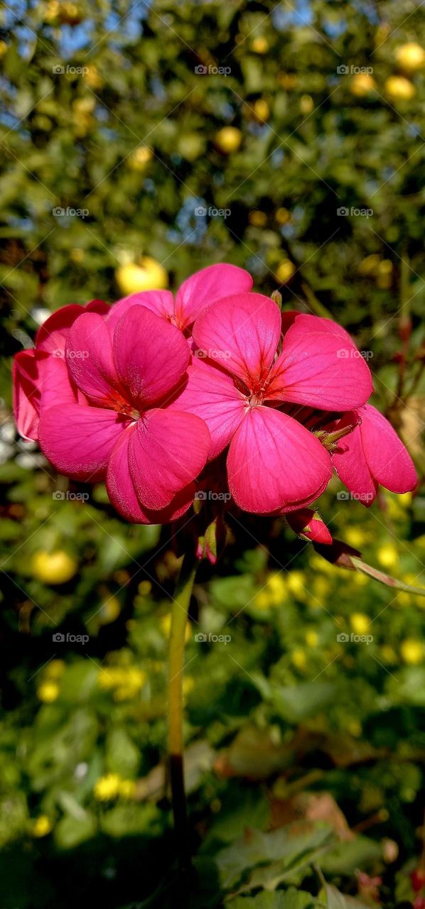 Geranium flowers