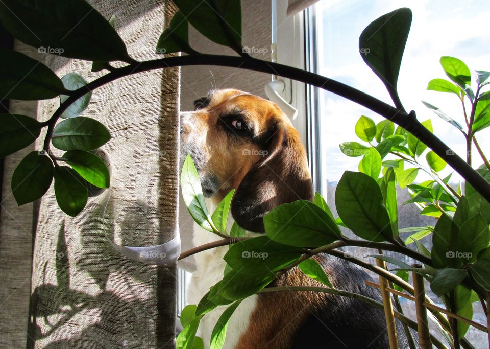 Life with pets. My dog ​​Bonita is my best friend.