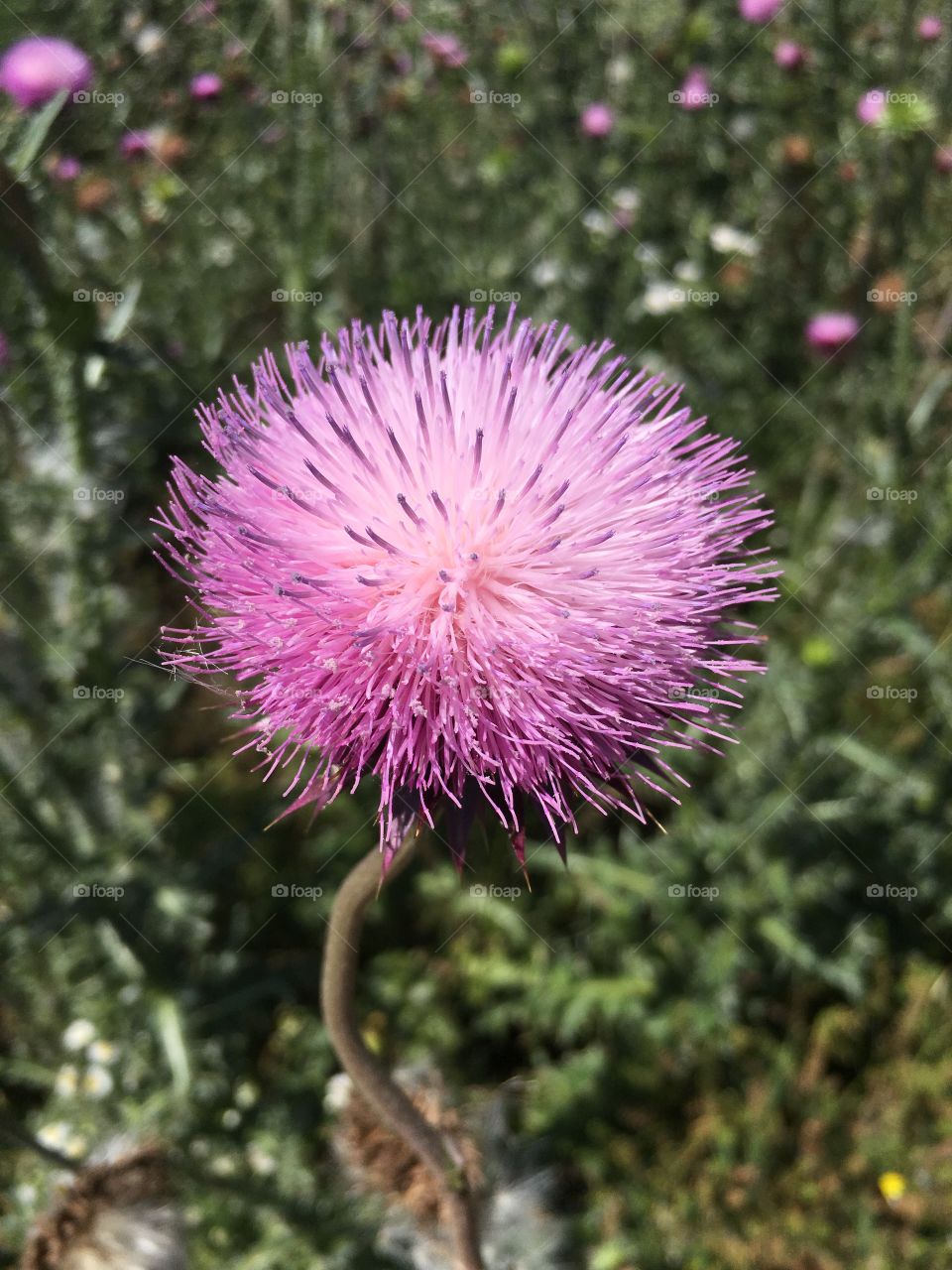 Prairie Thistle