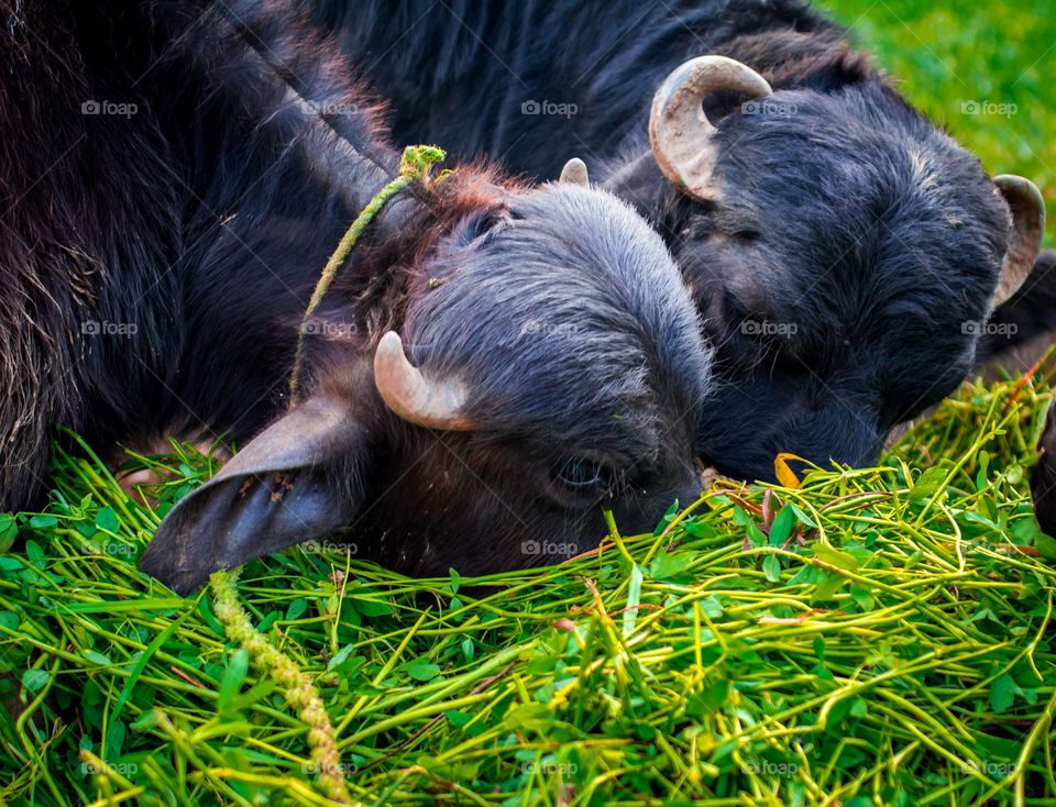 Baffalows eating grass
