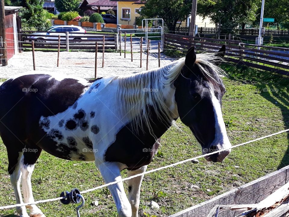 A trustworthy animal