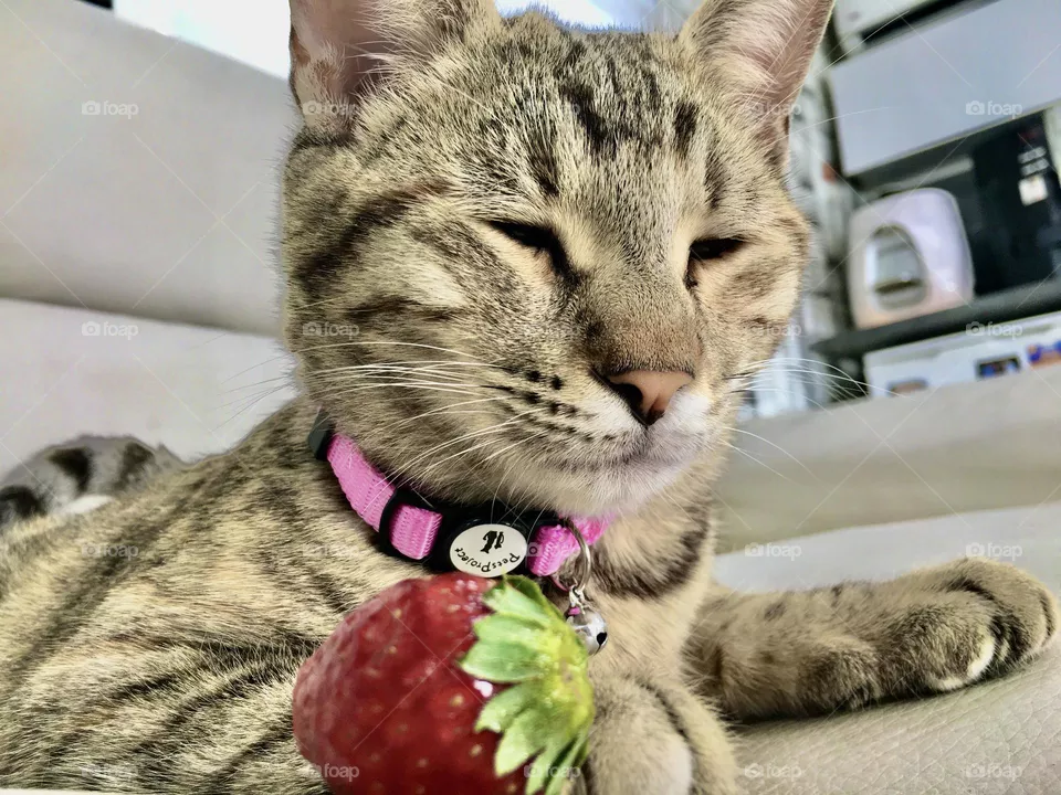 The cat and the strawberry