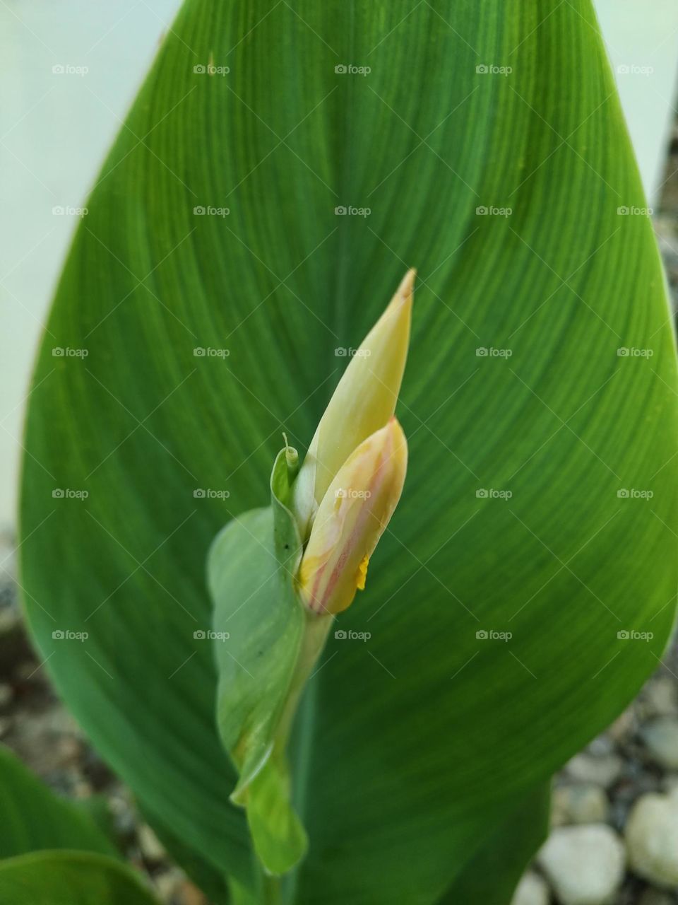 The beautiful Canna lily buds