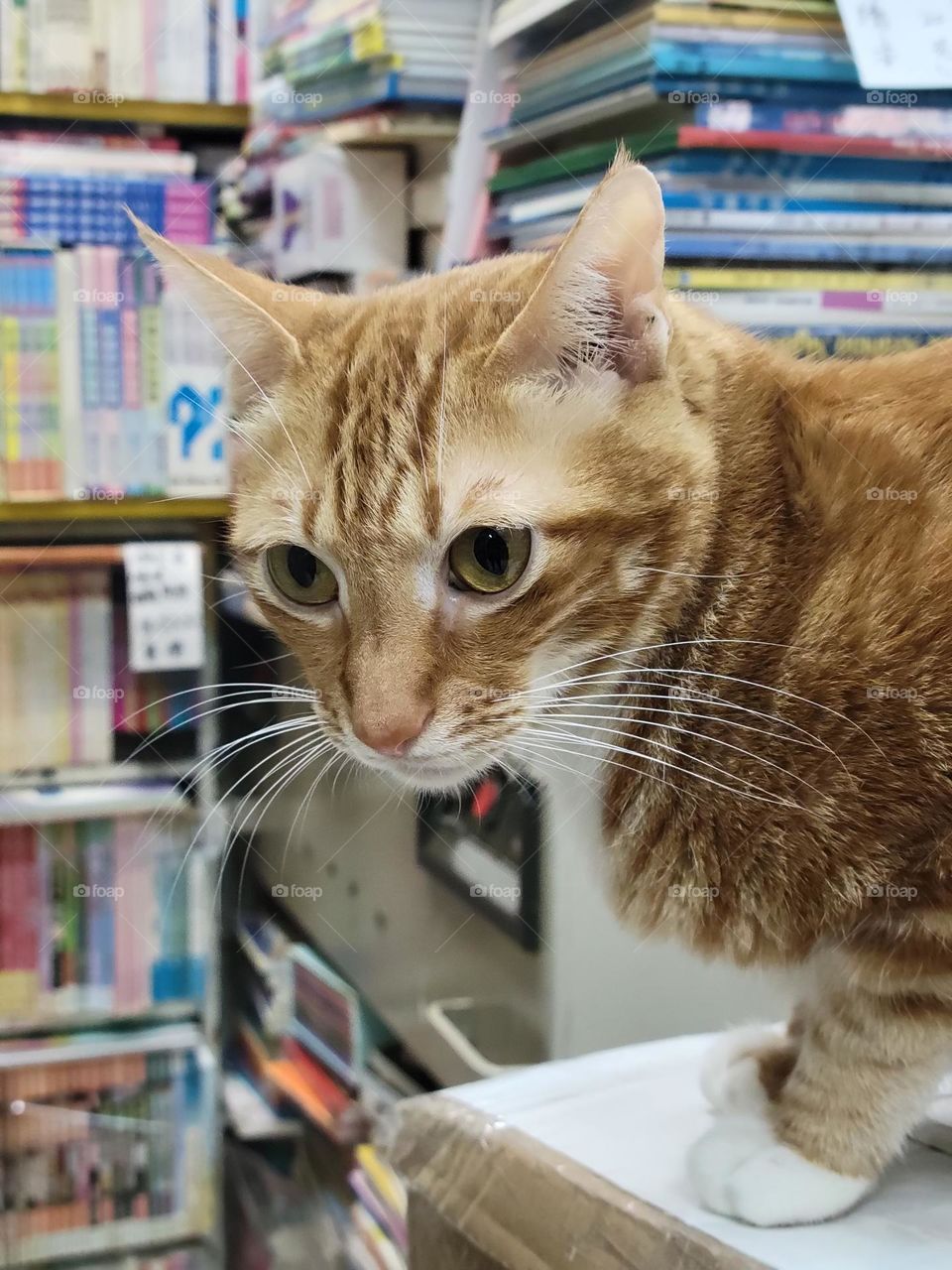 bookstore cat North Point Hong Kong