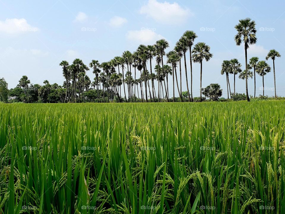 Beautiful view of paddy fields