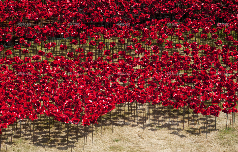 red ceramic poppies