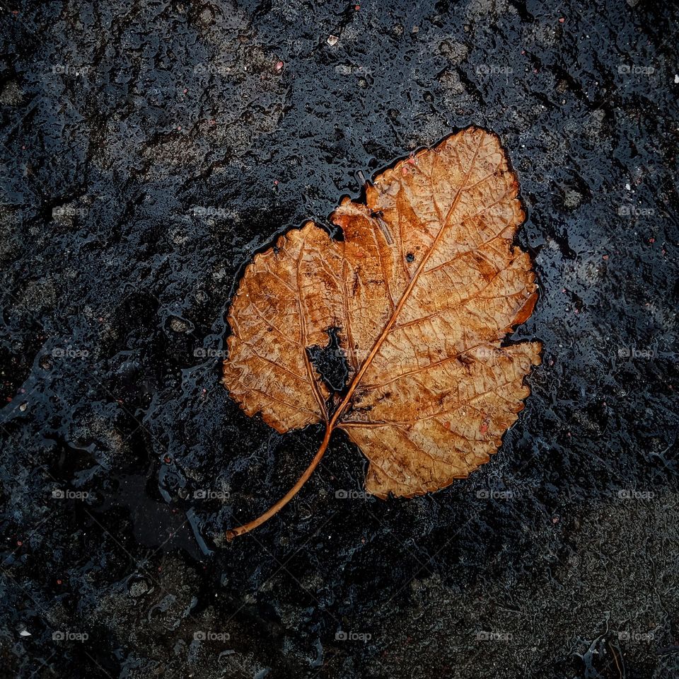 fallen leaf during autumn.
