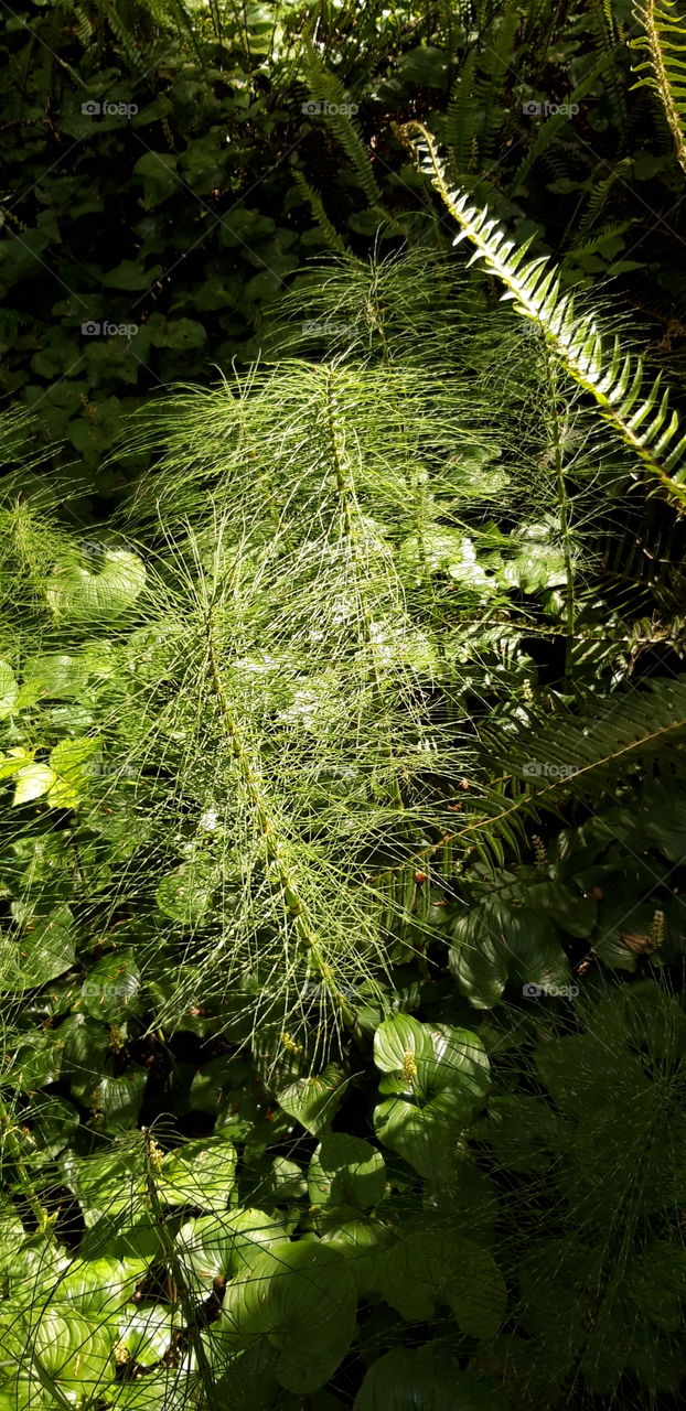 fougeres dans vancouver island