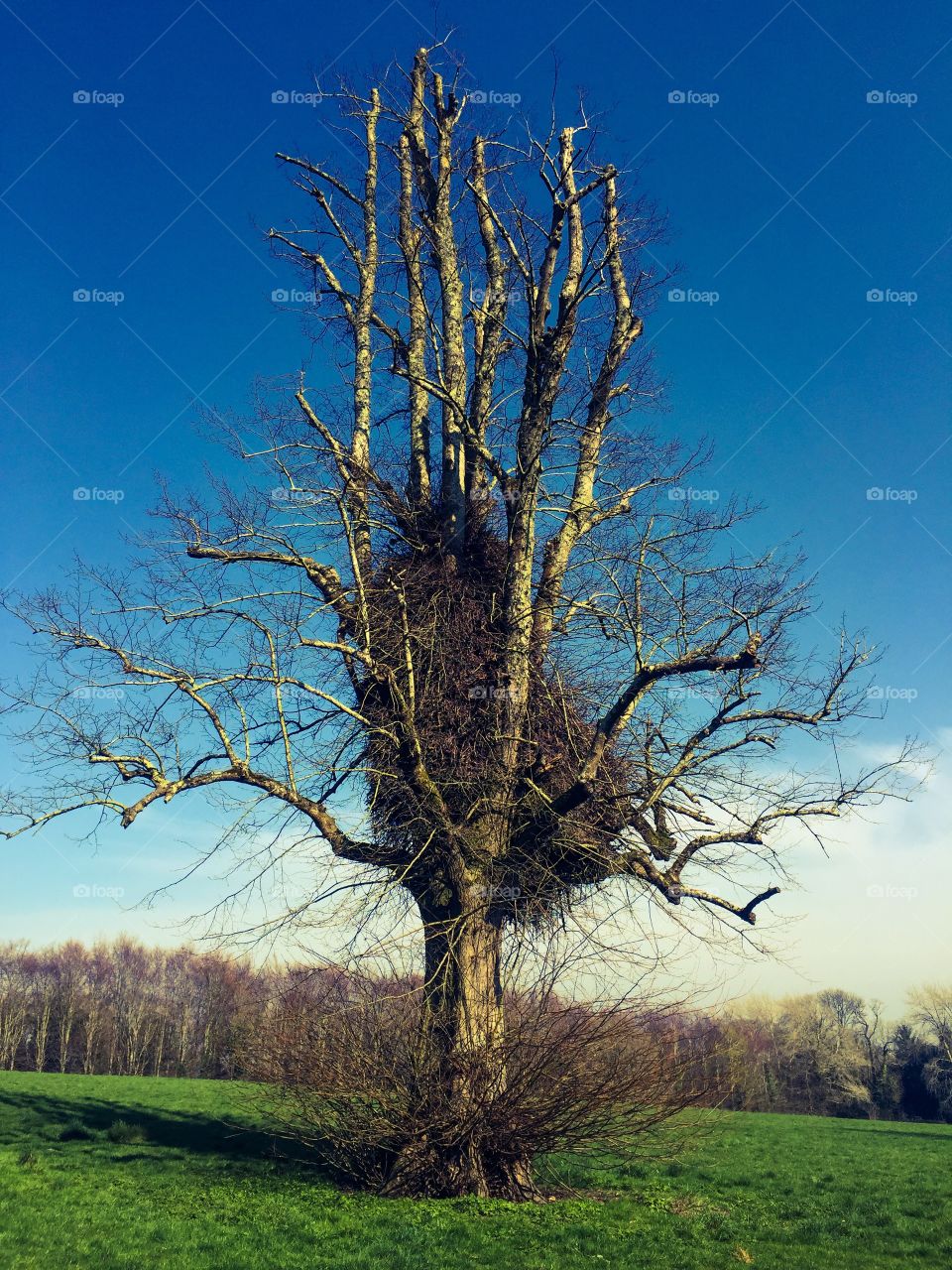 Tree without leaves in a meadow, mid April, Arundel, England 