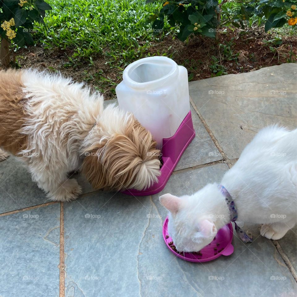 Os bichinhos são sempre carinhosos. Nossas pets Pepita e Luna estão prontas para tudo!

Claro, com um pouco de ração, obedecem mais ainda…