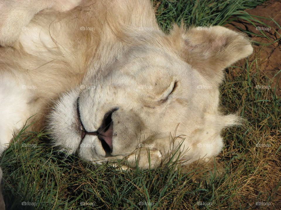 grass white lion sleeping head south africa lion park by angeljack