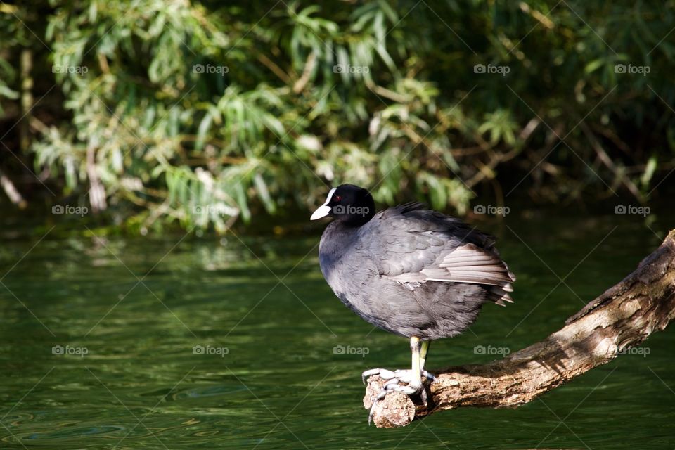 Bird On The Lake