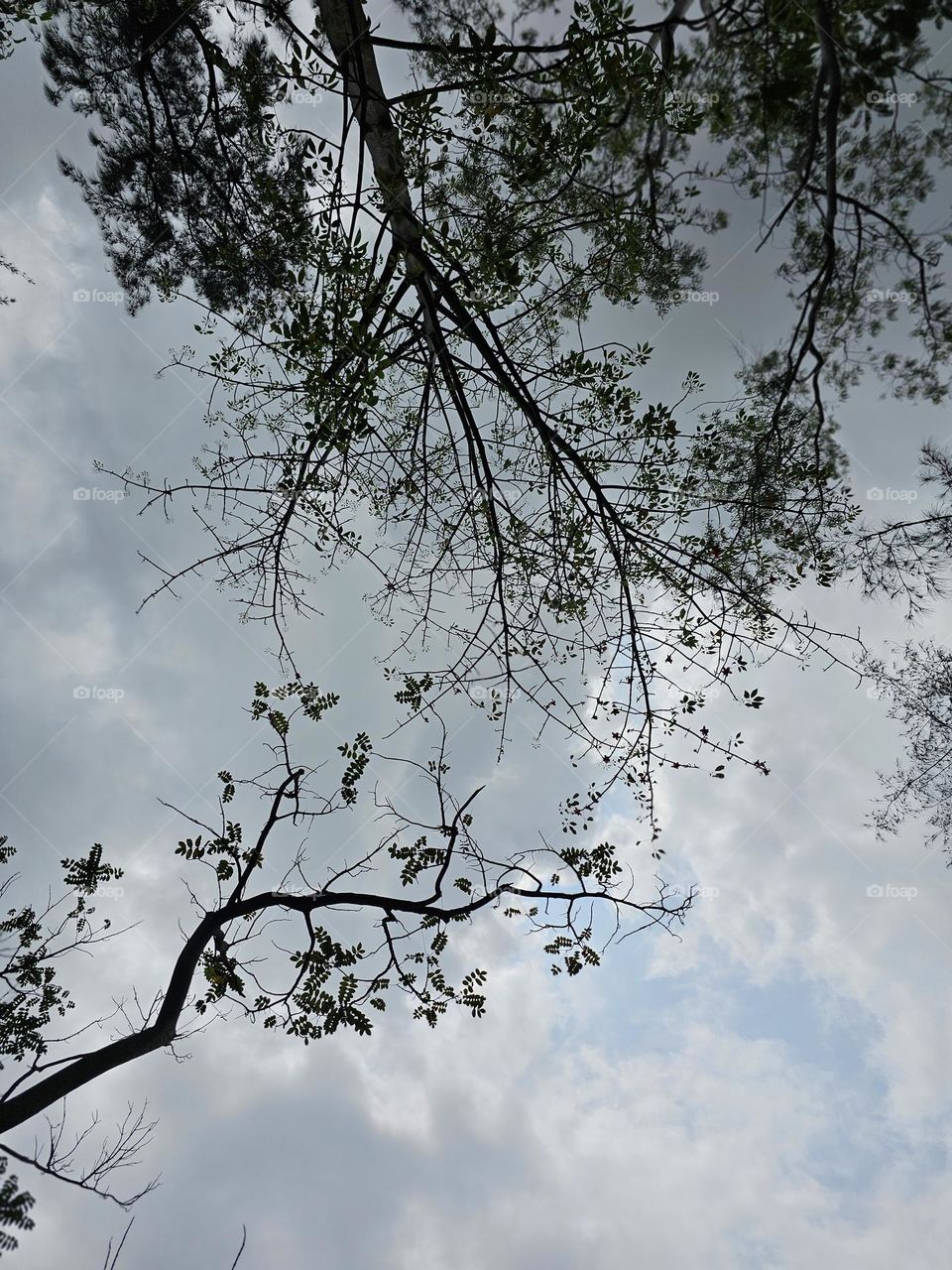 Tree leaves and branches up above