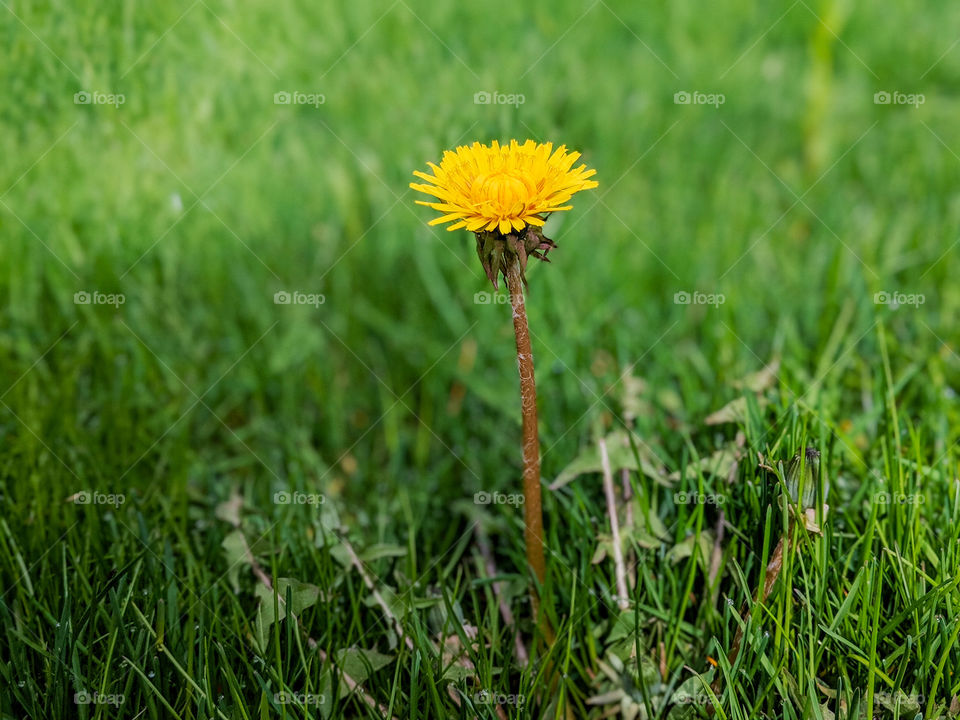 dandelions are pretty too