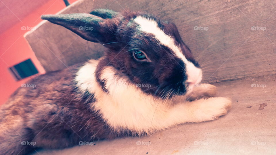 Rabbit Nice Look India