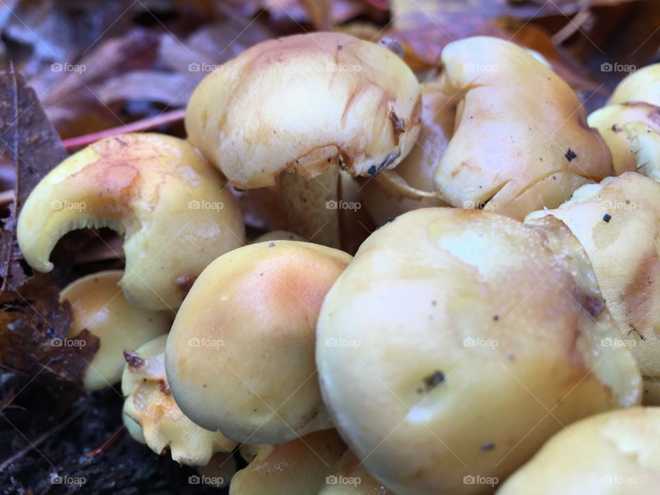 Wild mushrooms 