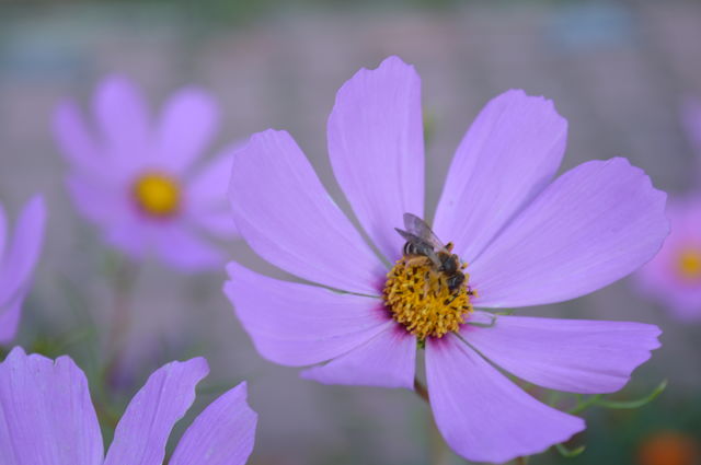 Bee pollinating cosmos flower