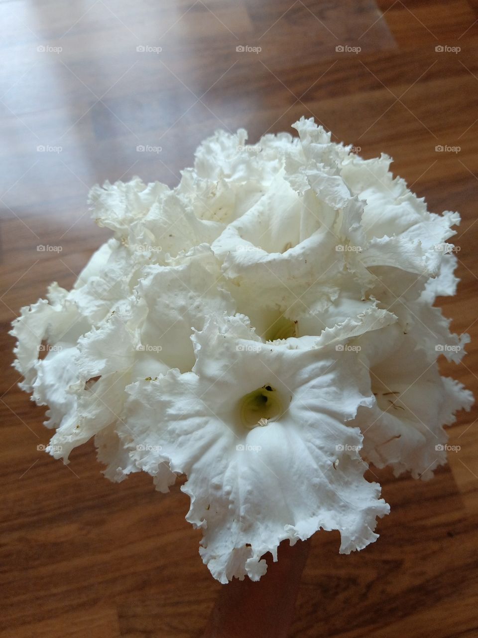 White Dolichandrone Serrulata Flowers