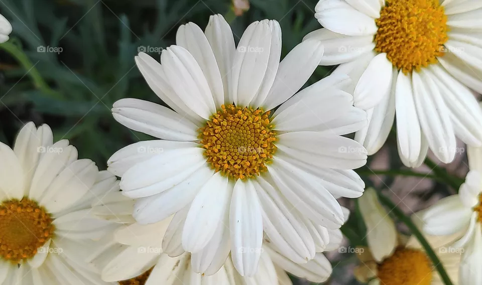 Bellis perennis.