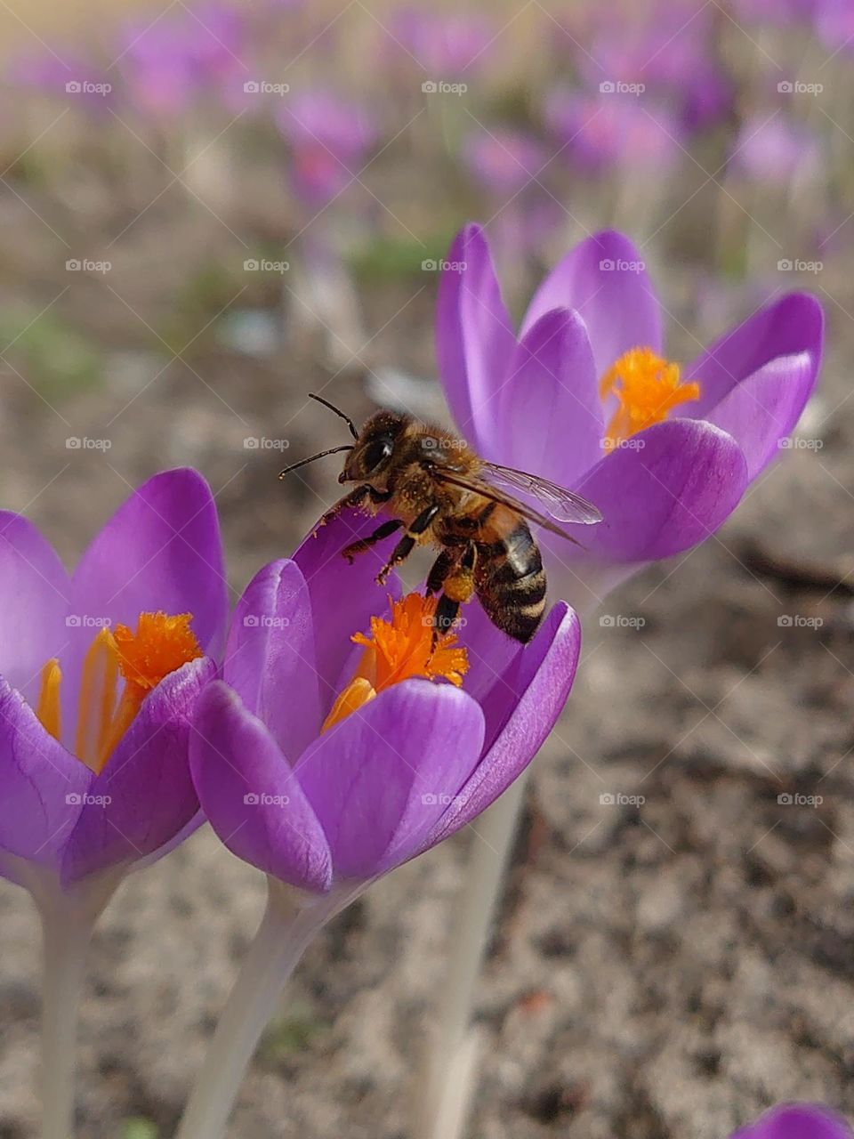 Bee loves crocus