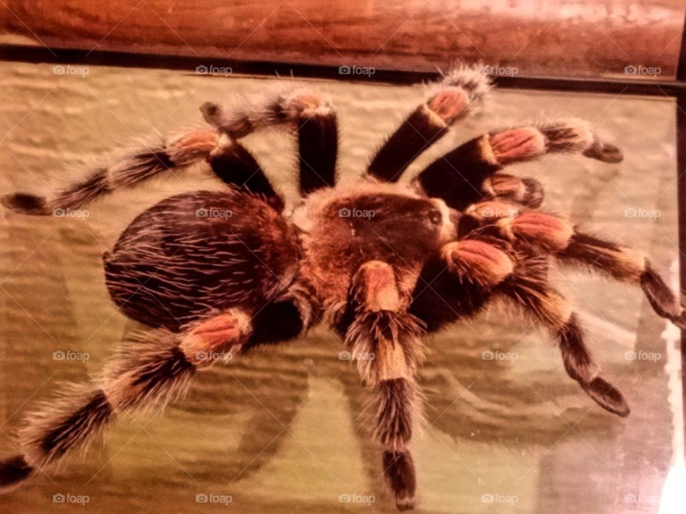 Tarantula