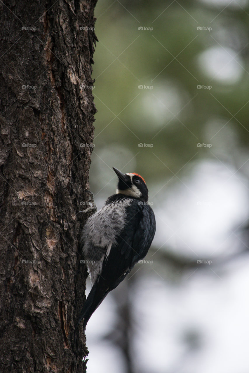 Woodpecker 