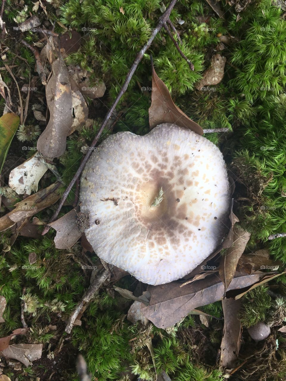Russula 