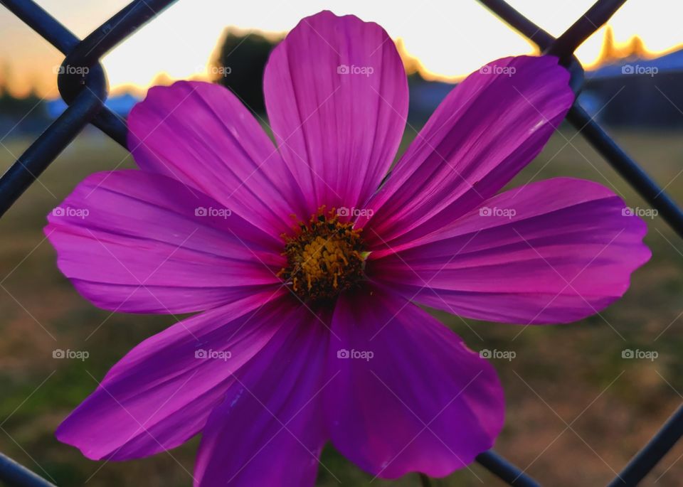 Pink Cosmo flower