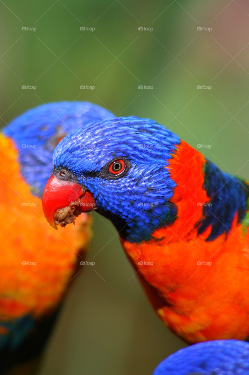 Close-up of lorikeet