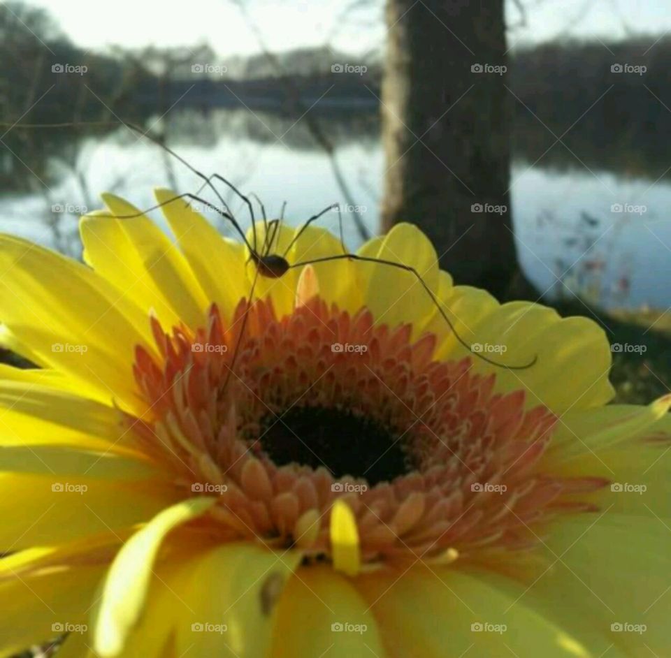 Daddy long legs. yellow flower with a spider