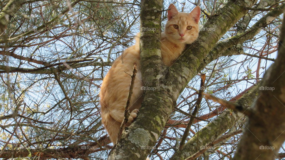 Orange tabby cat in a tree watching me